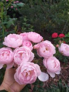 IMG-20220821-WA0007.jpg
