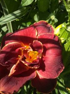 IMG_20220803_110525.jpg