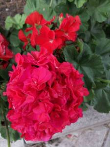 IMG_20220808_065708.jpg