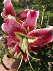IMG_20220809_093928_compress81.jpg