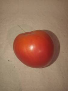 IMG_20220812_205925.jpg
