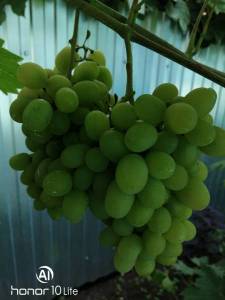 IMG_20220813_091042.jpg