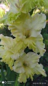 IMG_20220815_100214.jpg