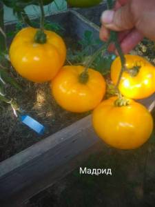 IMG_20220818_155854.thumb.jpg.d94162f783cd72c25647ed81c621e49d.jpg