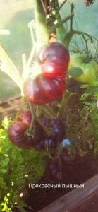 IMG_20220818_160328.thumb.jpg.877f8bfb87bdef6db6729744225f942b.jpg