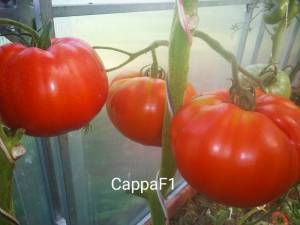 IMG_20220818_160813.thumb.jpg.007ab4ef66ab9626aa878b6c6a17d13a.jpg
