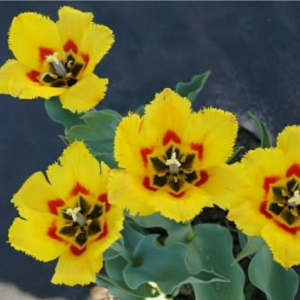 image.thumb.png.14b6a91e49cd2226ea463e1e81d4381d.png
