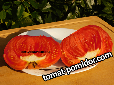 Характеристики сорта томата Эля: