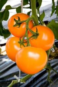 tomat-golden-san-f1-250-semyan-takii-seed-zheltoplodnyy-ranniy-urozhaynyy-indeterminantnyy-tomat-dlya-teplic_e8fe67a59aff44b_1024x3000_1.jpg