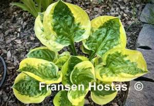 Hosta Fruit Loop-photo-made-by-Starodonskaya-6.jpg
