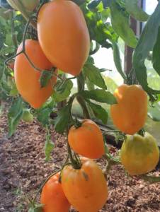 Хурма наша.jpg