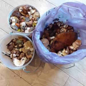 грибочки сент.jpg