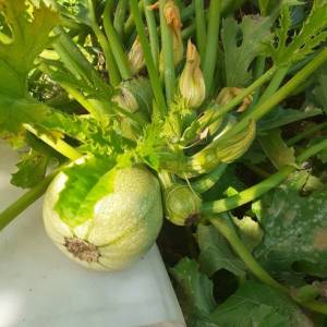 раунд бьюти.jpg