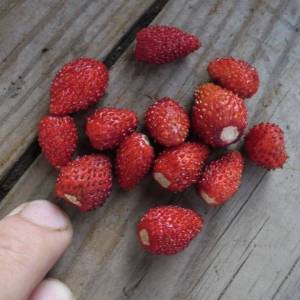 3.thumb.JPG.033ed9d3ec1f47daa41c4e3cd6dcf572.JPG