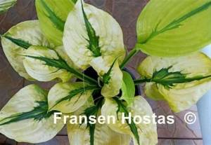 Hosta Stitch Genes-photo-made-by-Tatiana-Kosovska-3.jpg