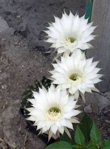 DSCF8858.JPG