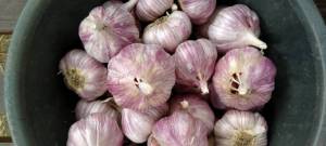 IMG20220904183611.thumb.jpg.3d11984d0f045b65a8f844025a85ccf5.jpg
