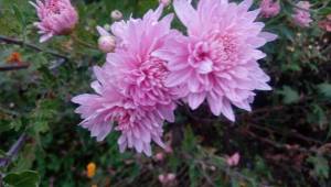 IMG_20220930_185858.jpg