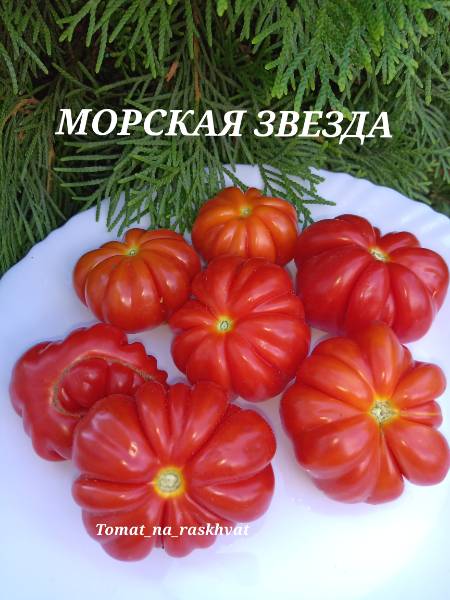 Лучшие урожайные сорта и гибриды томатов для теплиц, их краткое описание