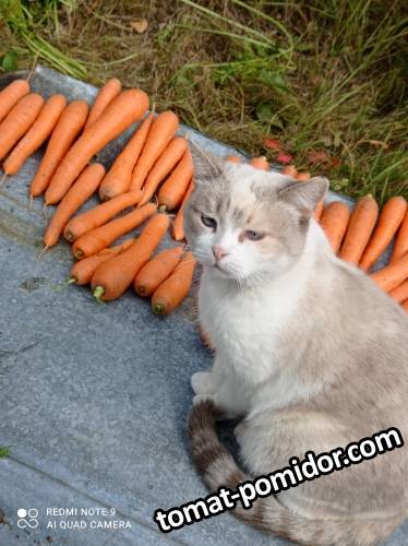 Уборка моркови. Начало.jpg