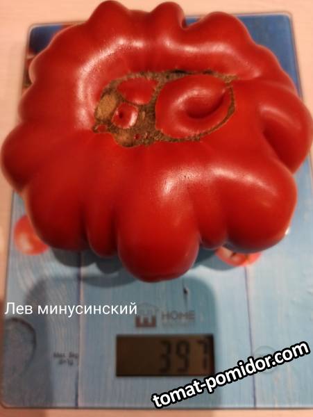 Лев минусинский - Л — сорта томатов - tomat-pomidor.com - отзывы на форуме