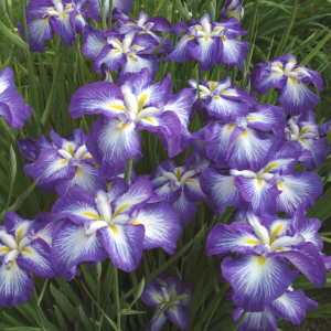 Ирис мечевидный (Iris ensata Gusto) I.png