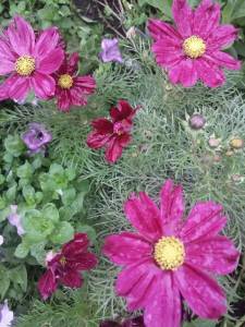 24 октября 2022 космеи.jpg