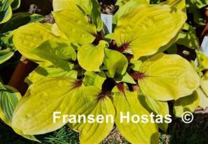 Hosta Lipstick Sunset-photo-made-by-Simona-Kaspereit-10.jpg