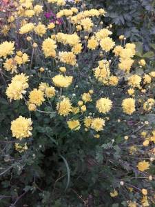 желтые хризантемки.jpg