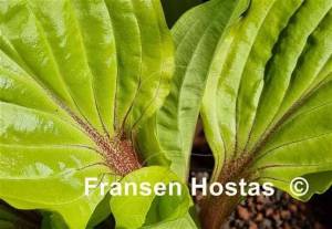 Hosta Lipstick Sunset-photo-made-by-Justina-Trautmann-9.jpg