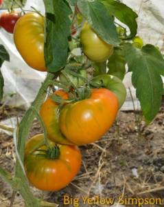 DSC_3096 (2).JPGхх.JPG