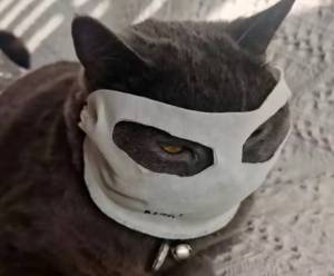 cat-mask-04.jpg