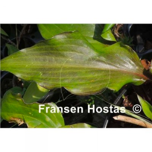 image.thumb.png.cdbb579b53a627d04eeb97c3815d3b51.png