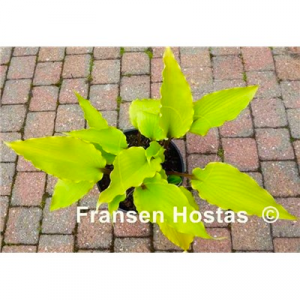 image.thumb.png.e6ae78c19193b59fd82241cfb9d97a42.png