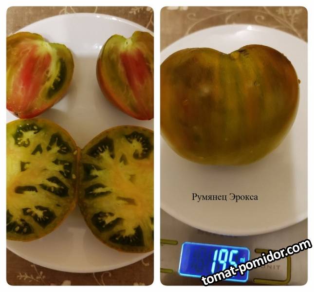 Румянец Эрокса 12.08.22.jpg