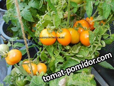 гном апельсиновое дерево.png