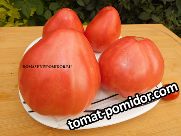 астана 6.png