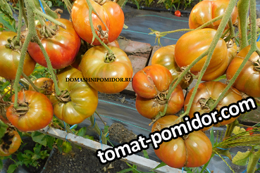 ярсон 1.png