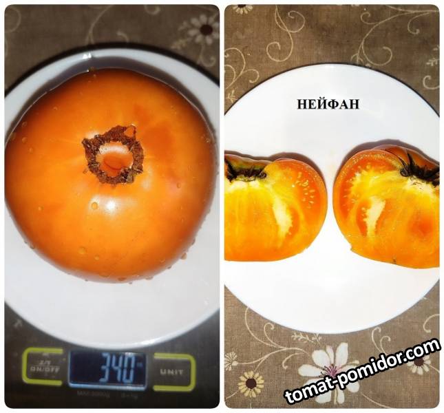Нейфан.jpg