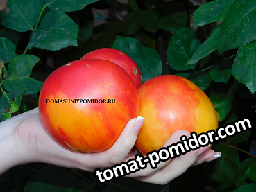 фокусник биколор.png