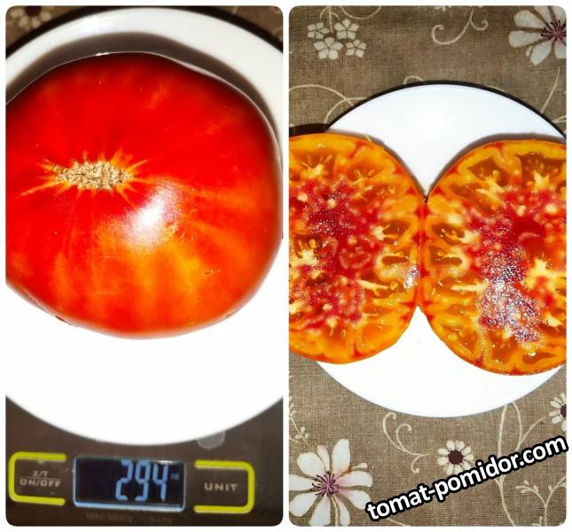 Немецкий желтый Йодера.jpg