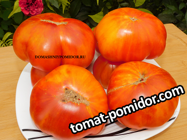 ивунтянск великан биколор.png