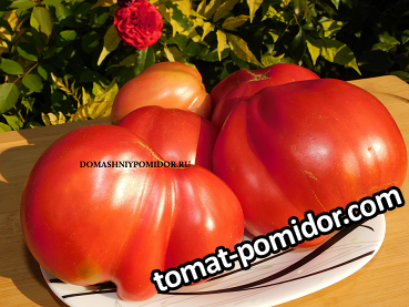 тониман.png