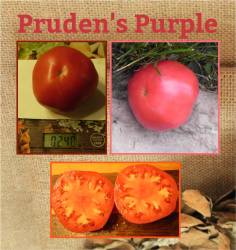 Pruden's Purple.jpg