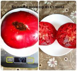 Большой помидор из Сучавы 31.08.22.jpg