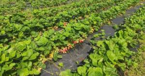 1669397244467 томат.jpg