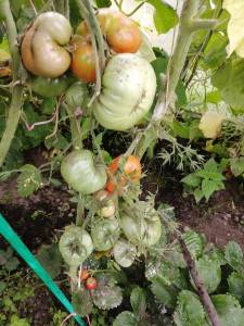 Кот Тимофей.jpg