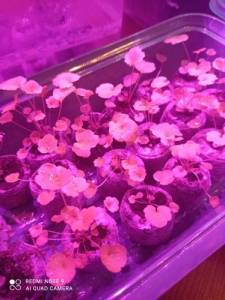 1589320269_Untitled(2).thumb.jpg.b23a2a5086a7ebcbfb1edd9347ec16f3.jpg