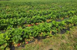 1656096117647 1 томат.jpg