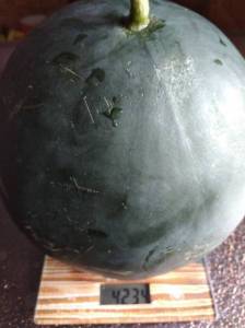 окончание арбуза.jpg